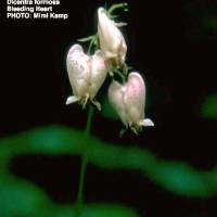 Dicentra Formosa-2