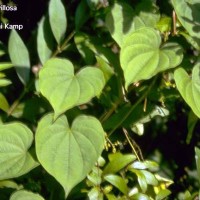 Dioscorea Villosa-1