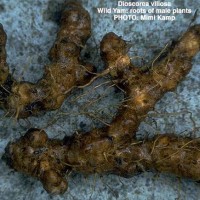 Dioscorea Villosa-3