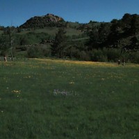 Arnica Field