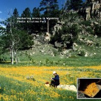 Gathering Arnica
