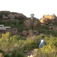 Gathering Manzanita