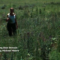 Gathering Vervain