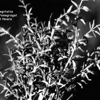 BWHedeoma Oblongifolia