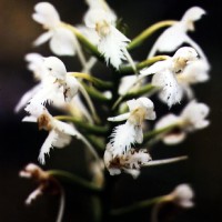 Habenaria Blephariglottis