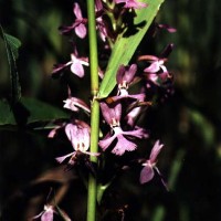 Habeneria Fimbriata