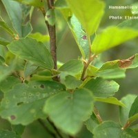 Hamamelis Virginiana