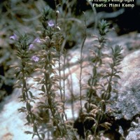 Hedeoma Hyssopifolium
