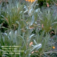 Helenium Hoopesii