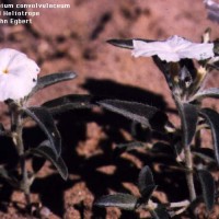 Heliotropium Convolvulaceum