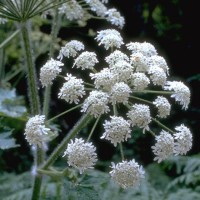 Heracleum-2