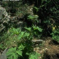 Heracleum-3