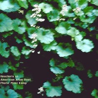Heuchera