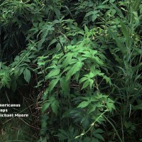 Humulus Americanus