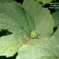 Hydrastis Canadensis