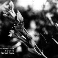 BWMirabilis Multiflorum