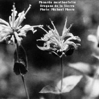BWMonarda Menthaefolia