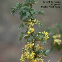 Mahonia Fremontii