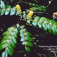 Mahonia Nervosa
