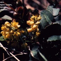 Mahonia Repens-3