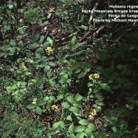 Mahonia Repens