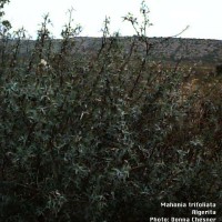 Mahonia Trifoliata