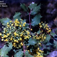Mahonia Wilcoxii