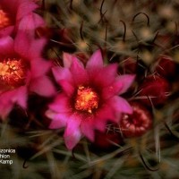 Mammillaria Arizonica