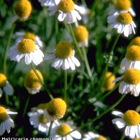 Matricaria Chamomilla