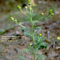 Matricaria Matricarioides