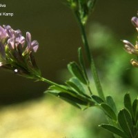 Medicago
