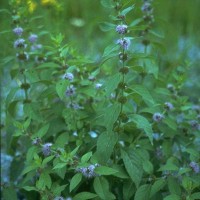 Mentha Arvensis