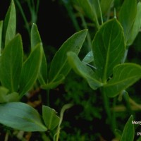 Menyanthes-1
