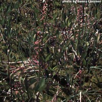 Menyanthes-2
