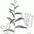 Achillea Millefolium