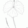 Achlys