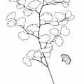 Adiantum Jordanii