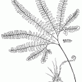 Adiantum Pedatum