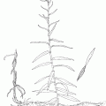 Anaphalis Margaritacea