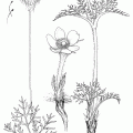 Anemone Patens