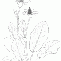 Anemopsis