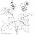 Aralia Californica