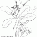 Arbutus Menziesii