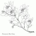 Arctostaphylos Pungens