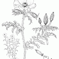 Argemone Platyceras