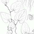 Aristolochia Californica