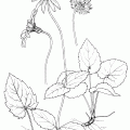 Arnica Cordifolia