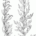 Artemesia Douglasiana