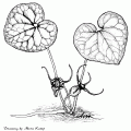 Asarum Caudatum