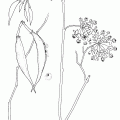 Asclepias Albicans
